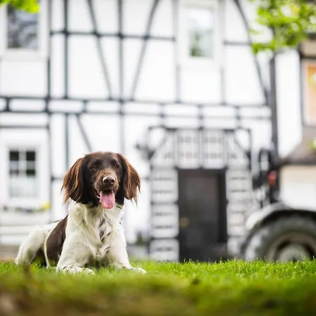 Appartement Hof Koehne - Altes - Pony