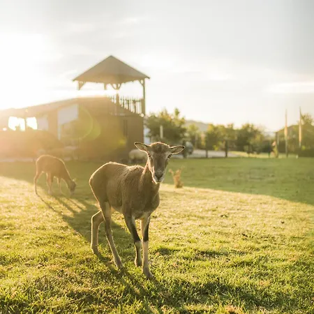 Hof Koehne - Altes - Pony アパート *